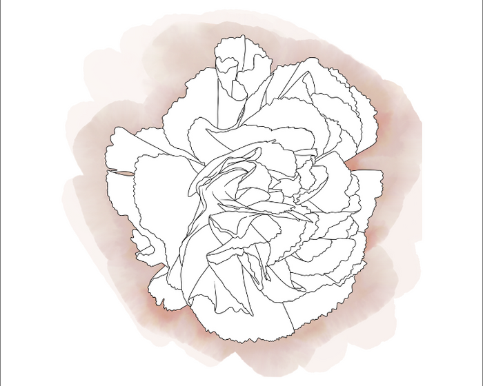 Line drawing of a carnation over a pink wash